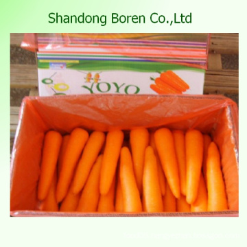 Good Quality China Fresh Carrot Size S, M, L, 2L